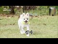 세상에 나쁜 개는 없다 어서와~ 강형욱의 개 犬 스트하우스 제2탄_ 002