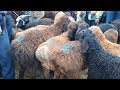 Нархи Моли Майда дар Тоҷикистон Хозира the price of sheep in tajikistan 2023 молбозор