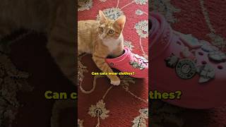 Can cats wear clothes? #cat #animals #kitten