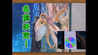 【飼育編】サメハダテナガダコの名前が決まりました！