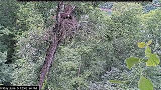 Dale Hollow Eagle Camera Live Stream