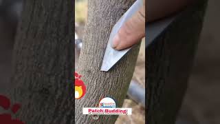 Patch Budding