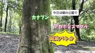 【昆虫観察】樹液バトル！カナブンvsアカボシゴマダラチョウ