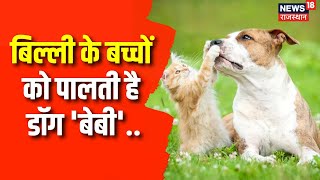 Surajgarh News : बिल्ली के बच्चों को पालती है Dog । Cat Dog Viral Video । Latest News । Latest News