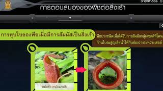 การตอบสนองต่อสิ่งเร้าของพืช วิทยาศาสตร์ ม.1