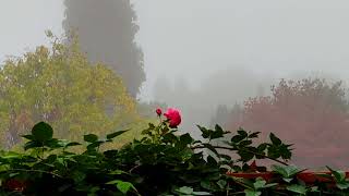 Ashen Fog Falls in Autumn