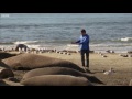 Just How BIG are Elephant Seals  Super Giant Animals  BBC Earth