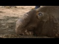 Just How BIG are Elephant Seals  Super Giant Animals  BBC Earth