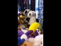 Rigged Claw Machine