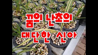 꿈의 난초 # 속썩이던 대물중투