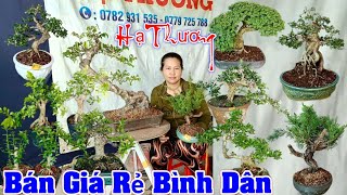 21/2 Hạ Thương LH #0782931535 Zalo. Bán. Khế Gân. Linh Sam. Tùng. Sam Hương. Linh Sam. Sam Núi Trái