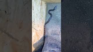 Texas rat snake (Pantherophis obsoletus) #snake #reptiles #animalshorts #animal #snakes #colubrid