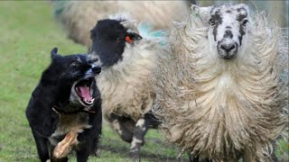 🐑 Sheep Worrying: The Hidden Crisis in the Countryside 🐑