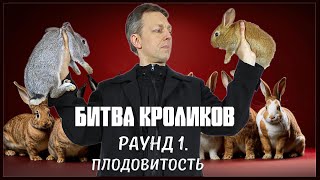 Битва кроликов. Раунд 1. Плодовитость