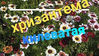 ХРИЗАНТЕМА  КИЛЕВАТАЯ.  Не похожая.ОДНОЛЕТНИК