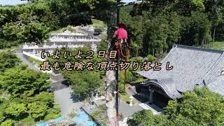 海雲山高蔵寺樅の木伐採作業全編Youtube用