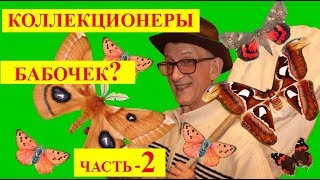 Коллекционеры Бабочек. Коллекции Насекомых. ЧАСТЬ -2.