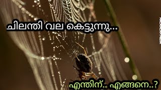 How Spiders Making Their Own Net? | ചിലന്തി വല ഉണ്ടാക്കുന്നത് | TRUE MALAYALAM MEDIA