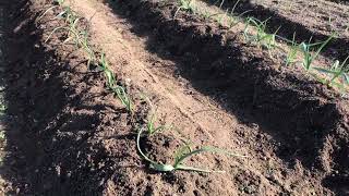 20221212　にんにくの畝の除草～Weeding of the furrow of the garlic～