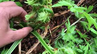 พาเก็บผักกูดฝรั่งรอบสุดท้ายของเก็บผักกูดในต่างแดนOstrich fern(fiddlehead)