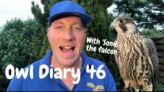 Owl Diary 46 | Introducing our young Peregrine Falcon and flying training clips!