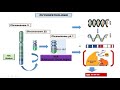 🔴hématologie les syndromes myéloprolifératifs