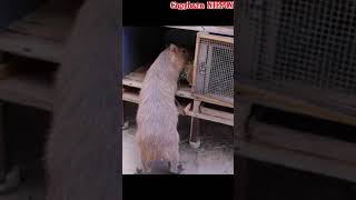 つまみ食いをするカピバラ(Capybara snitched food) #shorts #capybara