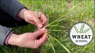 Wheat School: Timing a PGR application in winter wheat