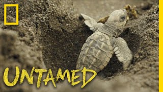 Surviving Sea Turtles Untamed