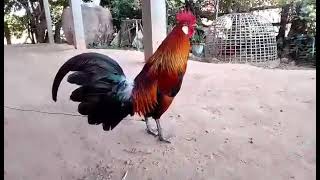 ไก่ต่อลูกผสมเอามาให้ชมคับ