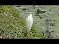 台南巴克禮公園的鳥類