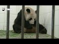 Giant Panda Gives Birth to Baby in Southwest China