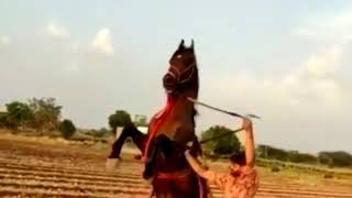 🐴Kathiyawad no no:1 ghodo🐴 🐴 savaj  sudamda🐴