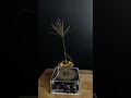 Tesla coil experiment ep38