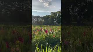 Gladiolus Field at Ward’s Farm NJ