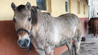 ずぶ濡れの弟フィヨルドホース「毛が厚いから全然気にならないよ」　🐴☺️☔️