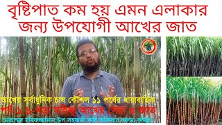 আখের সর্বাধুনিক চাষ কৌশল||খরা সহিষ্ণু আখের সেরা ৩ জাতTop 3 varieties of drought tolerant sugarcane