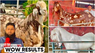 Al Ahmed Goat Farm Padgha | Fantastic Palai Results