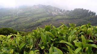 Gangtok  Darjeeling - I