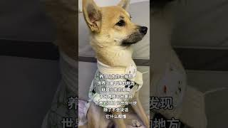 眼睛是心灵的窗户中华田园犬 狗狗的心思都写在脸上了 狗狗 萌宠出道计划