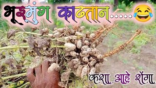 🥜माझ्या शेतातील भूईमुंग चे वावर#shetakari #marathivlogger #shetakariraja