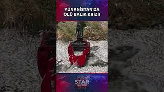 Yunanistan'da Binlerce Ölü Balık Sahile Vurdu! #shorts #staranahaber