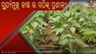 ସୂର୍ଯ୍ୟମୁଖୀ ଚାଷ ସଫଳତା ପଥେ  Krushi Darshan || କୃଷି ଦର୍ଶନ