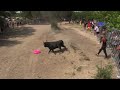 journee taurine a codognan avec plusieurs manades y compris la gaze en fait partie le 22 mai 2022