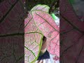 spring fling caladium