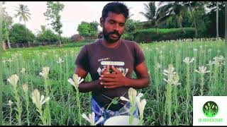 Sampangi poo valarpu | சம்பங்கி பூ வளர்ப்பு | sampangi flower cultivation