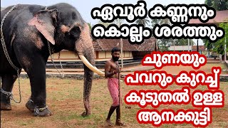 ഒരു ചങ്കുറപ്പൻ ആനക്കുട്ടി. ഏവൂർ കണ്ണൻ Evoor kannan||Kollam sarath