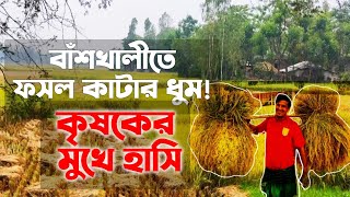 বাঁশখালীতে ফসল কাটার ধুম| ধানের বাম্পার ফলন| প্রিয় বাঁশখালী| priyo Banskhali