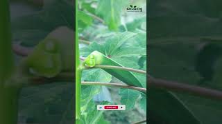 পরিচর্যা ছাড়াই চাষ করা যায় ঢেঁড়স! #agro1 #Agro1_Smart_Agriculture #ytshorts #shorts