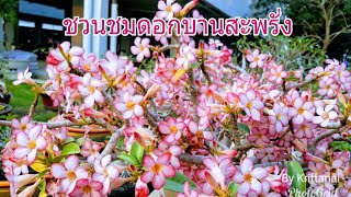 ชวนชมสตอรี่#86:พาชมดอกชวนชมสวยๆของพี่วินิจ